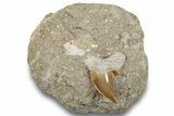 Otodus Shark Tooth Fossil in Rock - Morocco #257670-1